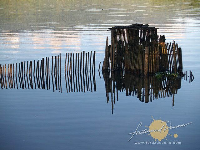 Reflections of a Bamboo Fence