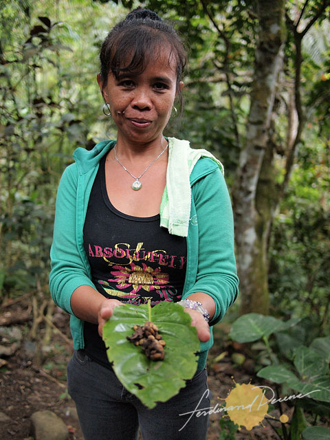 Environmental Portraits: Civet Coffee Bean Gatherer